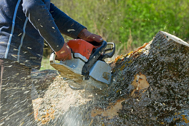 The Steps Involved in Our Tree Care Process in Bethlehem, NC